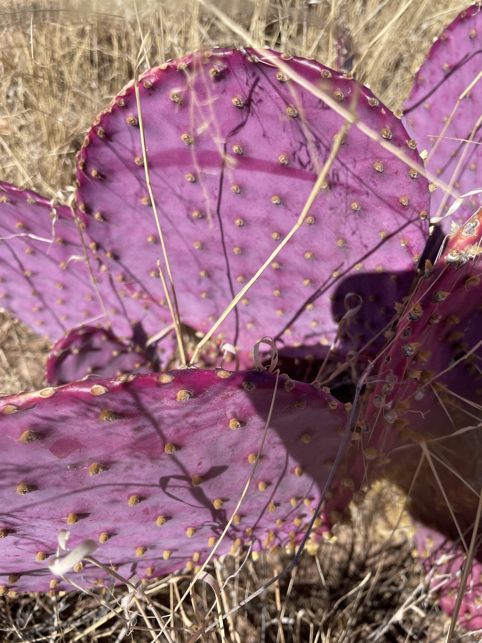 Opuntia gosseliniana