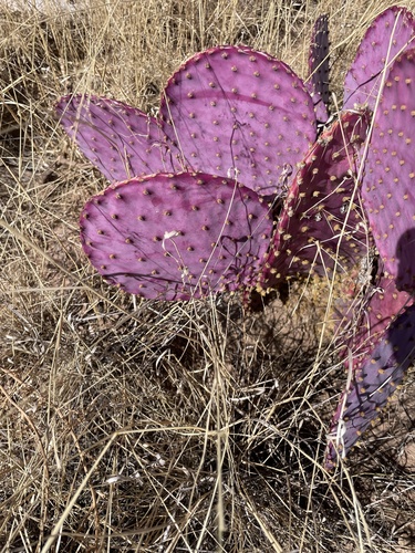 Opuntia gosseliniana