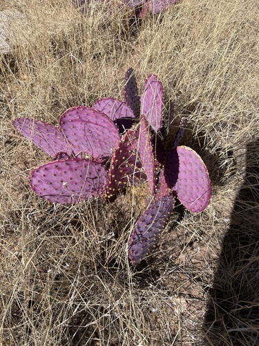 Opuntia gosseliniana