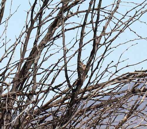 Rufous-eared Warbler (Malcorus pectoralis), photo 6