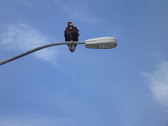 Haliaeetus leucocephalus washingtoniensis
