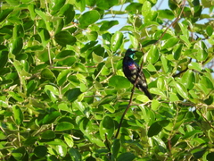 Cinnyris bifasciatus microrhynchus