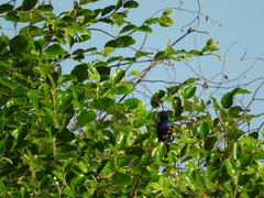 Cinnyris bifasciatus microrhynchus