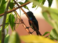 Cinnyris bifasciatus microrhynchus