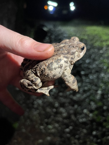 iNaturalist observation photo of Western Toad