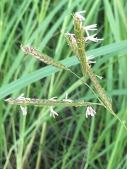 Sporobolus michauxianus