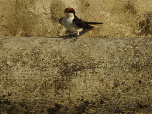 Wire-tailed Swallow