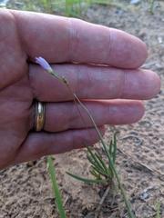 Phemeranthus rugospermus