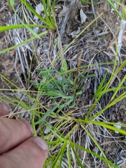 Phemeranthus rugospermus