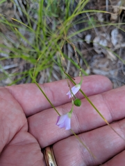 Phemeranthus rugospermus