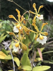 Encyclia papillosa