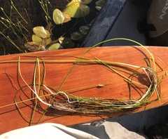 Schoenoplectus subterminalis