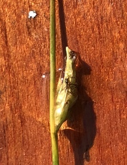 Schoenoplectus subterminalis