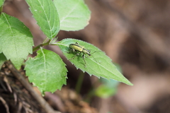 Phyllobius picipes