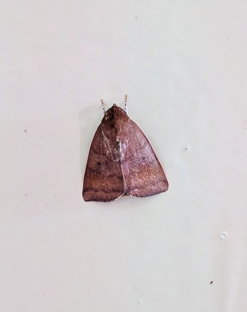 Xenochroa fuscomarginata