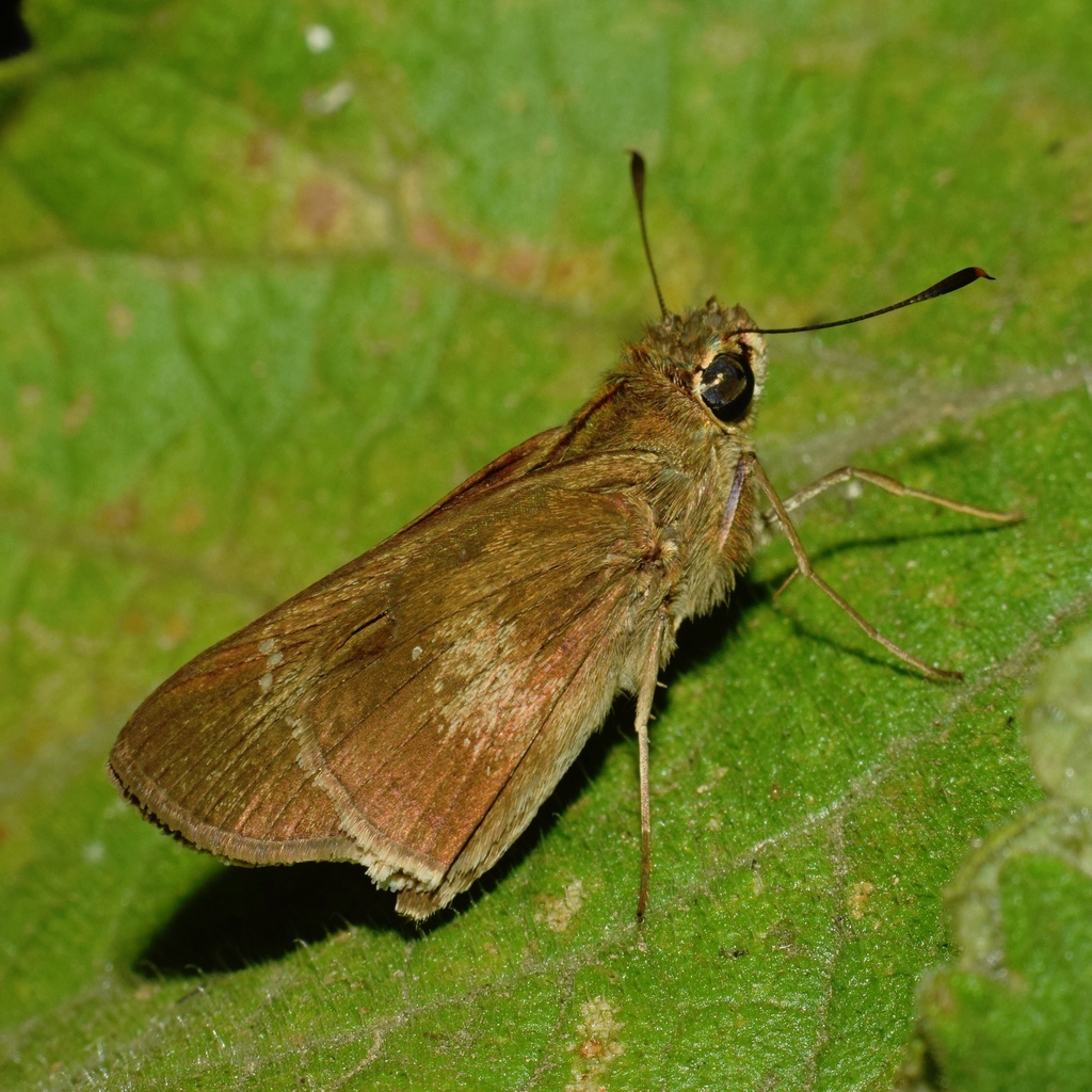 Borbo fatuellus