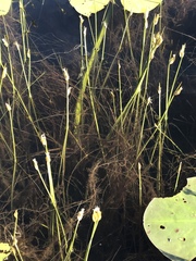 Schoenoplectus subterminalis