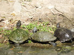 Trachemys scripta