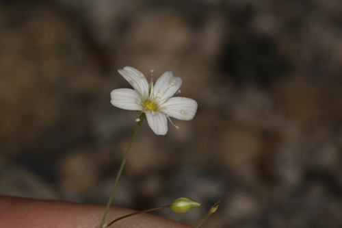 Image of Eremogone ferrisiae by (c) Steve Matson, some rights reserved (CC BY)