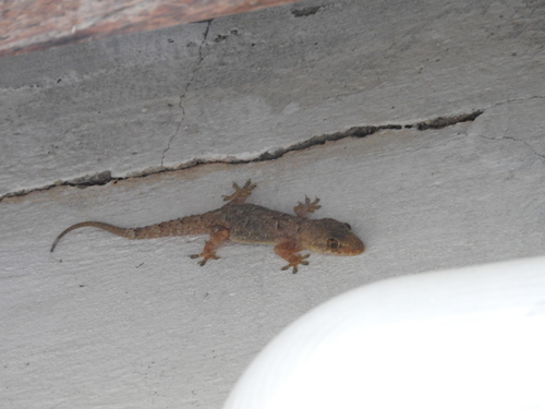 Tropical House Gecko