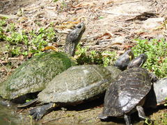 Trachemys scripta
