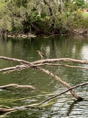 Butorides virescens