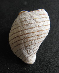 Buccinulum linea