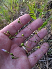 Phemeranthus rugospermus