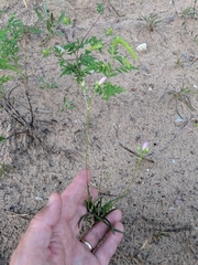 Phemeranthus rugospermus