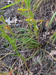 Phemeranthus rugospermus