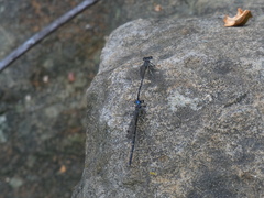 Argia tibialis