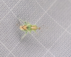 Coniatus splendidulus