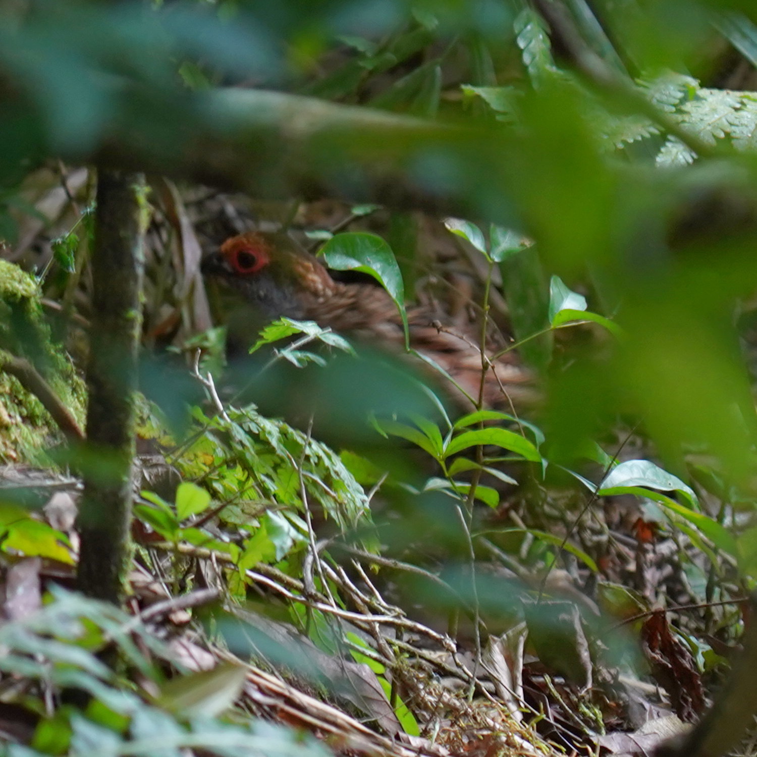 Spot-winged Wood Quail (Odontophorus capueira), photo 7