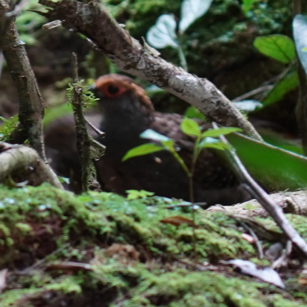 Spot-winged Wood Quail (Odontophorus capueira), photo 8