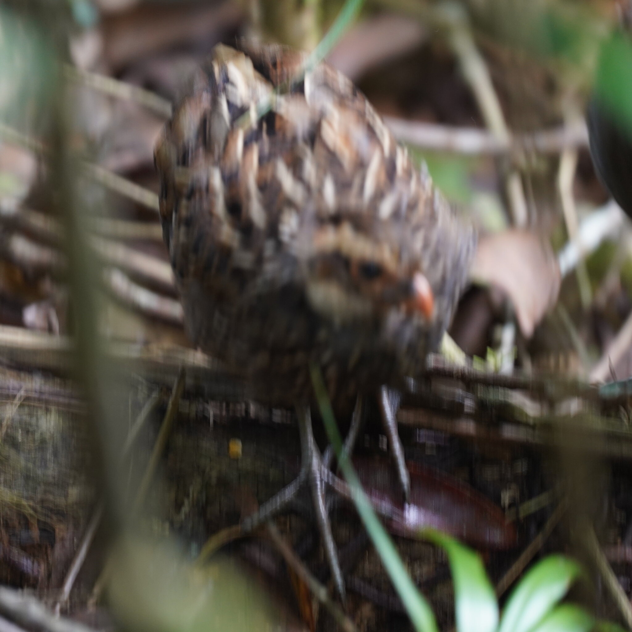 Spot-winged Wood Quail (Odontophorus capueira), photo 9