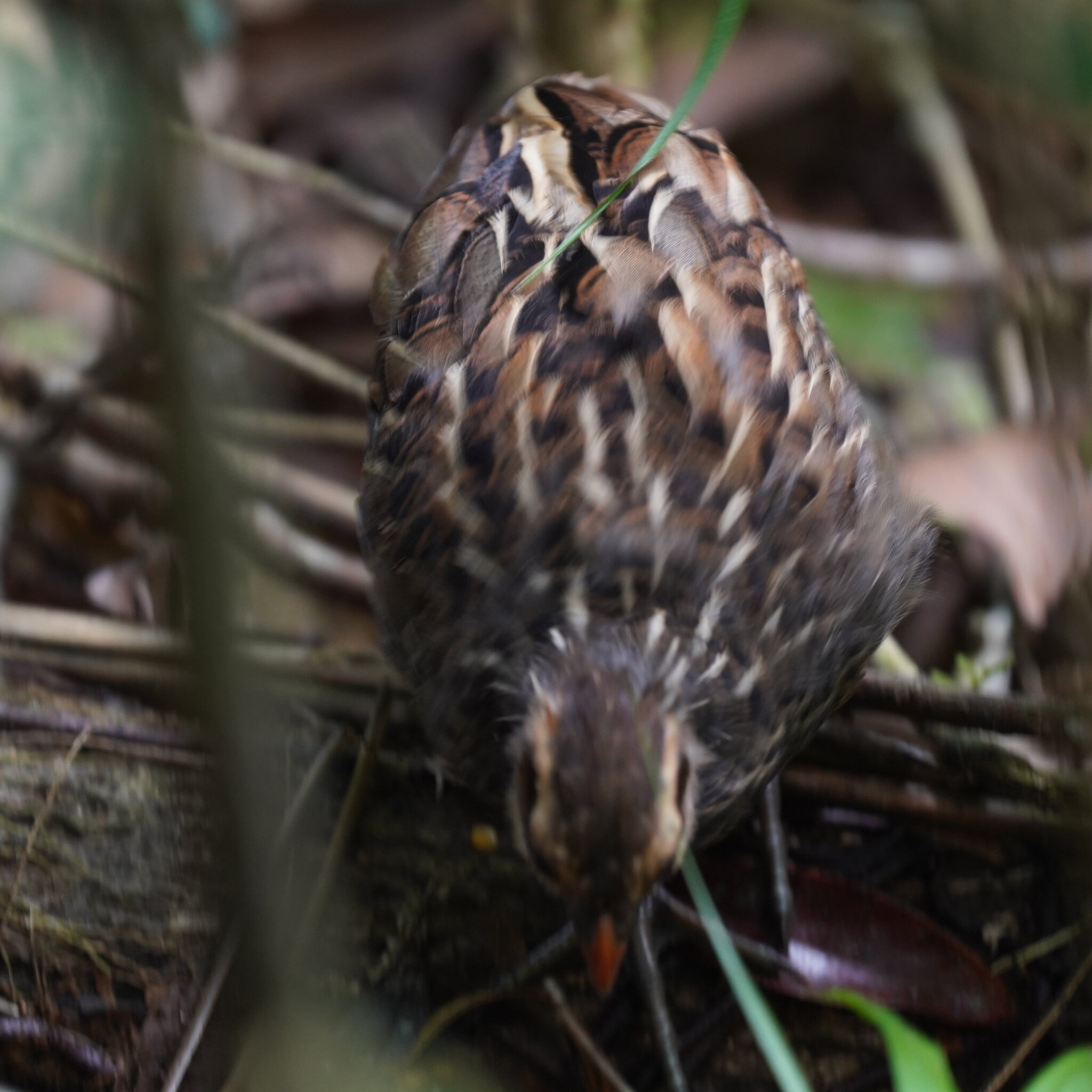 Spot-winged Wood Quail (Odontophorus capueira), photo 10