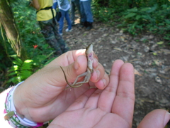 Anolis uniformis