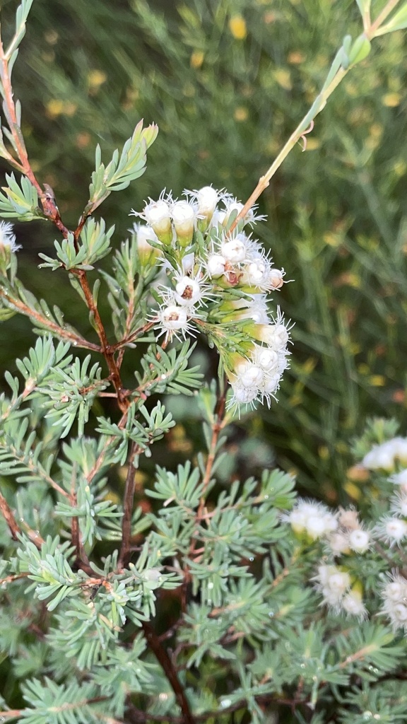 Homoranthus tropicus