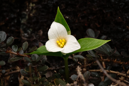 Hibberson's trillium (Trillium hibbersonii)