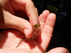 Anolis uniformis