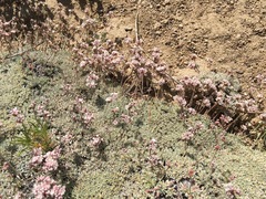 Eriogonum kennedyi
