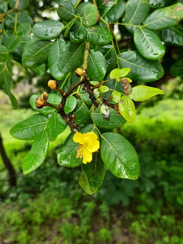 Image of Cenostigma Bracteosum (Cenostigma bracteosum) by (c) Paulo Nogueira, some rights reserved (CC BY)