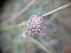 Monardella linoides oblonga