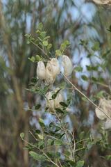 Colutea arborescens