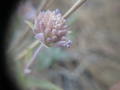 Monardella linoides oblonga