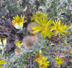Heterotheca angustifolia