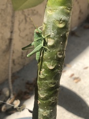 Schistocerca nitens