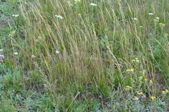 Agrostis vinealis