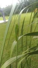 Pluviasilva mexicana