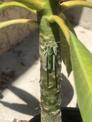 Schistocerca nitens